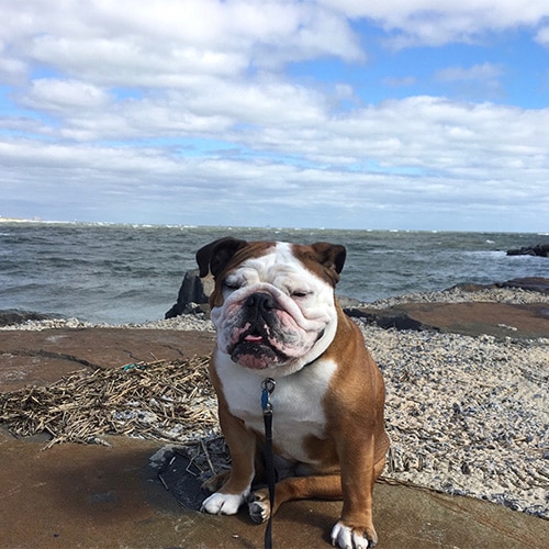 A true mama’s boy, Danielle says her dog Harley has taught her so much about herself in the years that she has had him.  He has brought so much silliness and slobber into her home and she wouldn’t trade it for the world.  